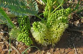 Image result for Elephantorrhiza elephantina