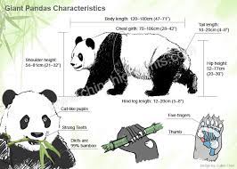 Characteristics And Appearance Of China Giant Pandas