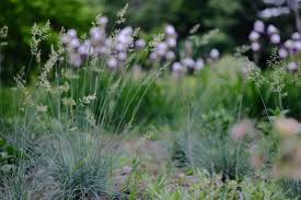 Image result for Festuca