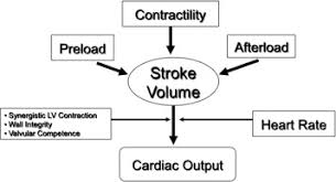 The Pathophysiology Of Heart Failure Sciencedirect