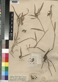 Image result for Commelina albescens