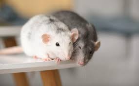 How To Get Rid Of Mice In 5 Steps Mymove