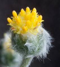 Image result for Eriocephalus microphyllus