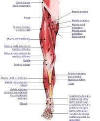 Les Blessures Musculaires Muscles Corps Humain Anatomie Du Corps Humain Corps Humain