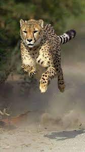 Pin By Holly Holdsworth On Big Cats Animals Animals Wild Wild Cats
