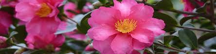 A moderately sized camellia japonica, it grows six to eight feet tall and wide. Sasanqua Camellias Flower Power