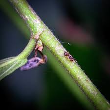 They spend their days searching for food, and. Meranoplus Laeviventris Also Known As Shield Ants These Very Small Ants Are One Of My Ant Bucket List Species I Really Would Like To Have A Communal Setup With These Ladies And