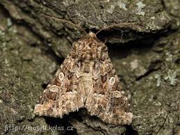 Image result for Hadena perplexa