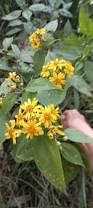Image result for Helichrysum panduratum