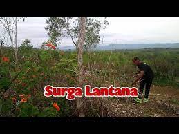 We did not find results for: Bahan Bonsai Lantana Di Alam Liar Youtube