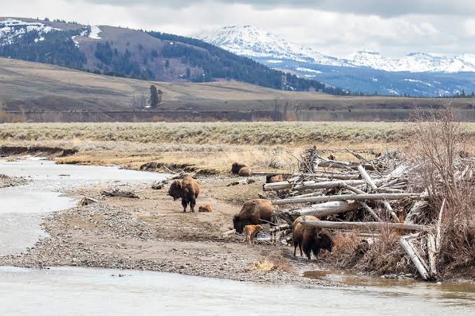 Rare white bison calf born in Yellowstone | Explore Big Sky