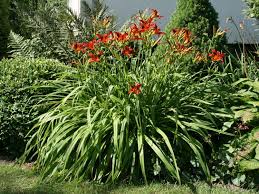 Taglilie Crimson Pirate Hemerocallis X Cultorum Crimson Pirate Taglilie Pflanzen Stauden