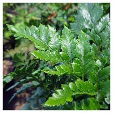 Image result for Rumohra adiantiformis