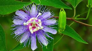 Check spelling or type a new query. 51 Plants Native To Florida Trees Flowers And Shrubs
