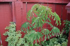 Image result for Manihot grahamii