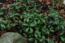 Image result for Ardisia buesgenii