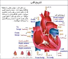 نتیجه تصویری برای قلب انسان