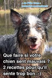 Que Faire Si Votre Chien Sent Mauvais 2 Recettes Simples Pour Qu Il Sente Trop Bon Shampoing Chien Odeurs De Chien Chien