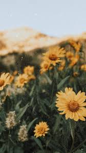 Free transparent floral design download free clip art free clip art on clipart library. Download Sunflower Wallpaper Bunga Matahari Tumblr Cikimm Com