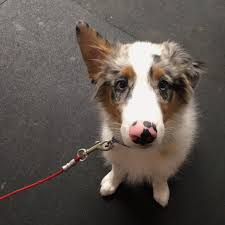 Over 1000 quality ties in stock. Dog Training The Tie Down Setting Your Dog Up For Success