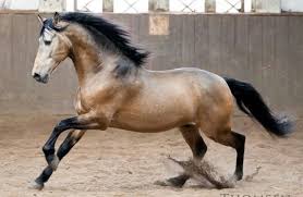 1600 x 1067px, 2600 x 1734px. Pin On Spanische Pferde Deutschland