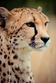 not found big cats art big cats photography cheetah pictures