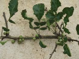 Image result for Commiphora caerulea