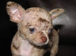 Smiley X Will Chocolate Merle Chihuahua Puppy Cute Chihuahua Chihuahua Love Chihuahua Puppies