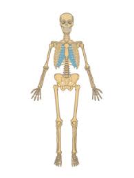 Zygote body is a free online 3d anatomy atlas. Skeletal System Anatomy Function