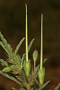 Image result for Monsonia angustifolia