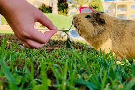 Maybe you would like to learn more about one of these? Can Guinea Pigs Eat Grass Instead Of Hay Safe Grasses