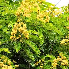 Image result for Peltophorum pterocarpum