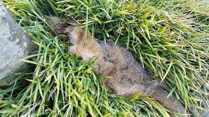 In some cases, the dead animal in the wall can be seen whilst looking down from the attic. Blog All Around Animal Control Services Provided All Around Animal Control 757 236 6518