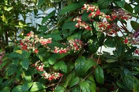 Image result for Clerodendrum splendens
