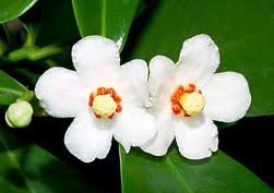 Image result for Clusiaceae