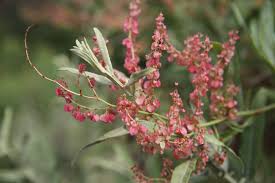 Image result for Rumex nepalensis