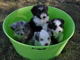 Crossbreeding is intended to take the best aspects of each. Aussiedoodle Aussiepoo Australian Shepherd Poodle Mix Info Puppies Pictures