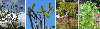 Large shrub or small tree with an irregular crown. Plumeria Wisconsin Horticulture