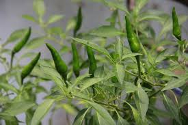 Green chilli | Greenverz
