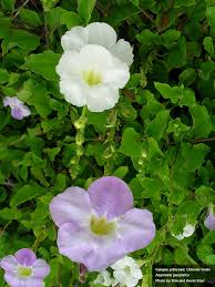 Image result for Asystasia vogeliana