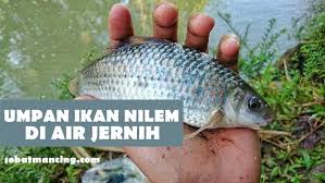 Umpan Ikan Nilem Air Jernih Paling Jitu Dijamin Menang Banyak Di 2020 Ikan Hewan