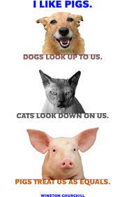 That is all i have to say, folks. Funny Pig Quotes Quotesgram