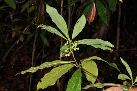 Image result for Actinodaphne