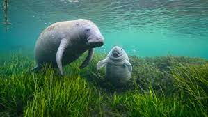 Manatees, Facing A Crisis, Will Get A Bit Of Help: Extra Feeding - The New  York Times