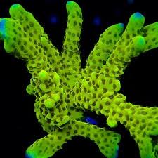 Image result for Subularia monticola