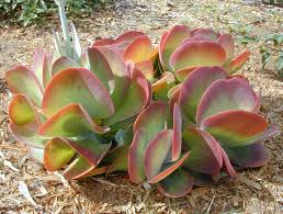 Image result for Kalanchoe luciae