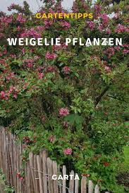 Weigelie Im Garten Pflanzen Tipps Zu Schnitt Und Pflege In 2020 Pflanzen Garten Pflanzen Weigelie