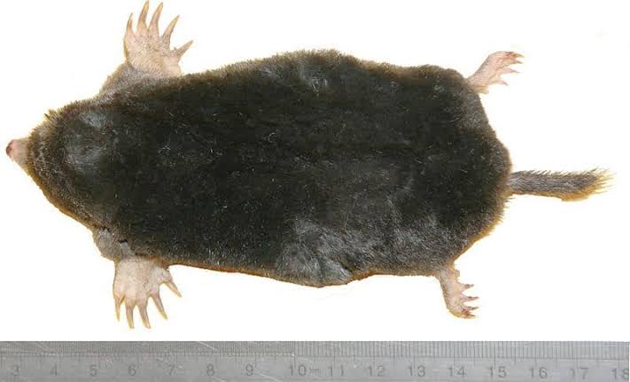 Mole Animal Facts - Talpidae - A-Z Animals