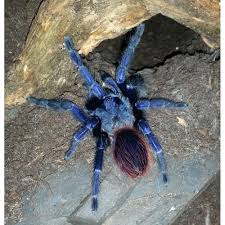 The hobby staple, brachypelma hamorii, for example, was once euathlus smithi. Https Xn Aquazoohller Cjb At Shop Tiere Reptilien Wirbellose Spinne Zwergvogelspinneeuathlus Pulcherrimaklaasi Blue