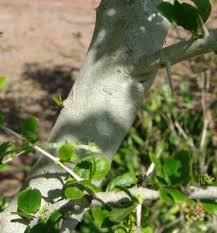 Image result for Conostomium